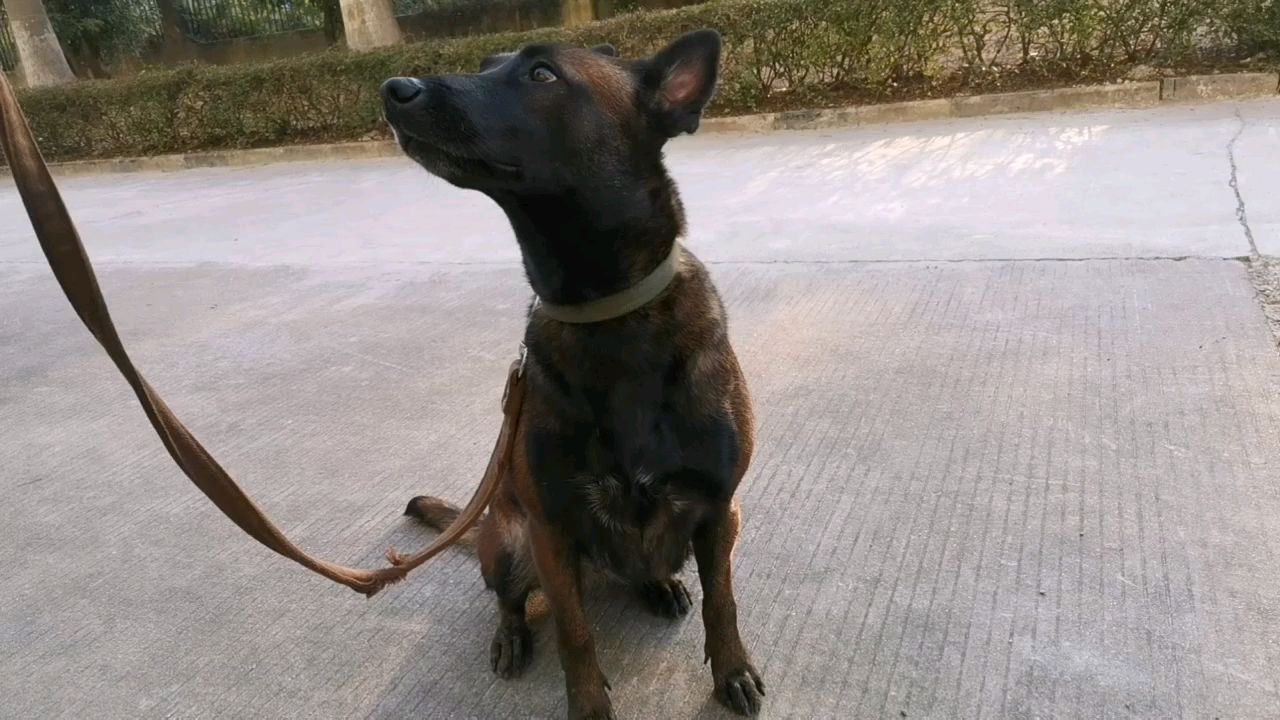 大萌宠受训记